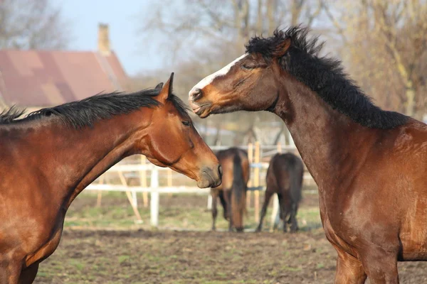 Играют две лошади — стоковое фото