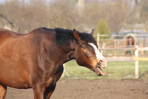 Cute bay horse yawning — Stock Photo, Image