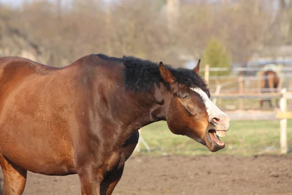 Niedliches braunes Pferd gähnt — Stockfoto
