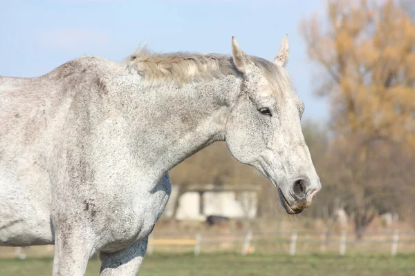 Vita hästen stående — Stockfoto