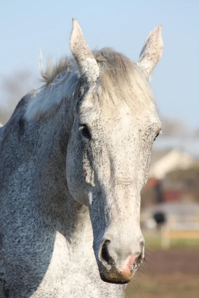 Портрет белой лошади — стоковое фото