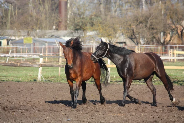Két ló játszik tag — Stock Fotó