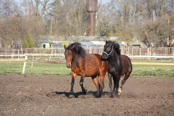 Two horses playing tag — Stock Photo, Image