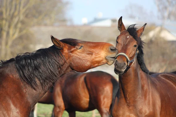 Dwa konie Zatoka gra — Zdjęcie stockowe