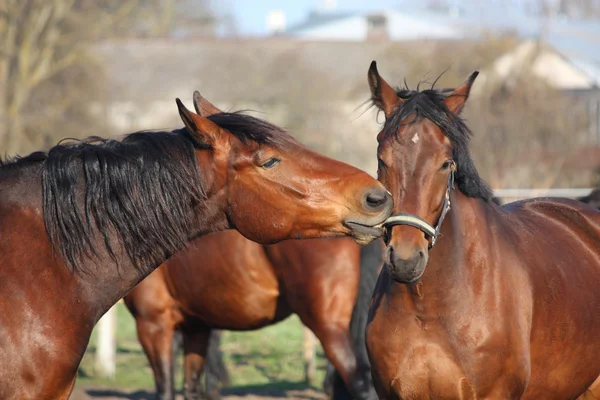 Two bay horses playing — Stock Photo, Image