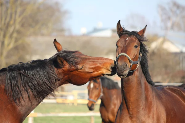 Twee baai paarden spelen — Stockfoto
