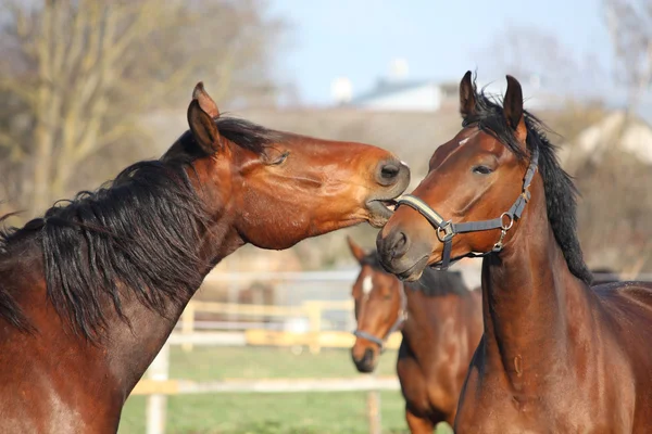 Dos caballos de la bahía jugando — Foto de Stock
