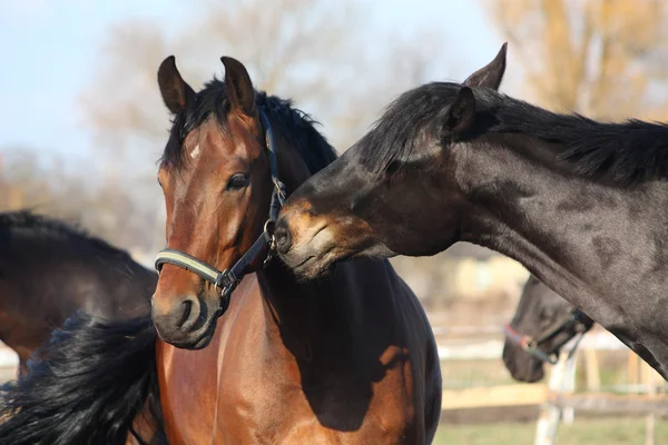 Cavalli marroni e neri giocare — Foto Stock