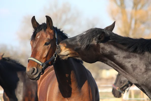 Cavalos castanhos e pretos jogando — Fotografia de Stock
