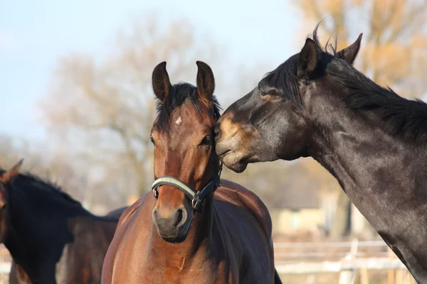 Brunt och svart hästar spelar — Stockfoto