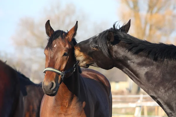 Kahverengi ve siyah atlar oynarken — Stok fotoğraf