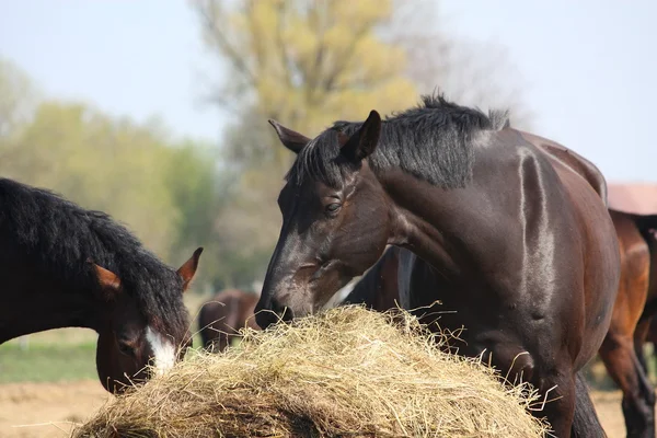 Чёрная лошадь ест сено — стоковое фото