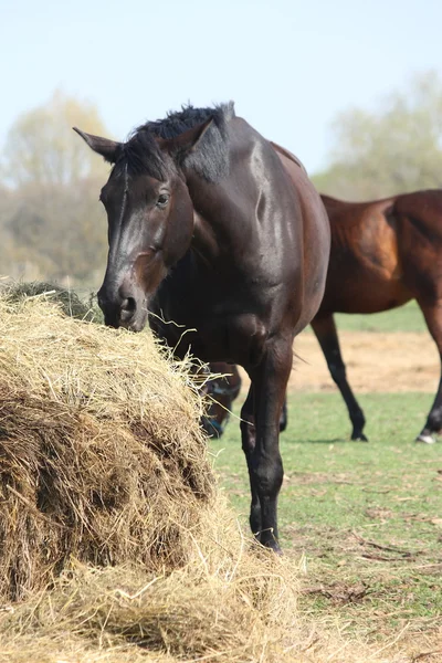 Чёрная лошадь ест сено — стоковое фото