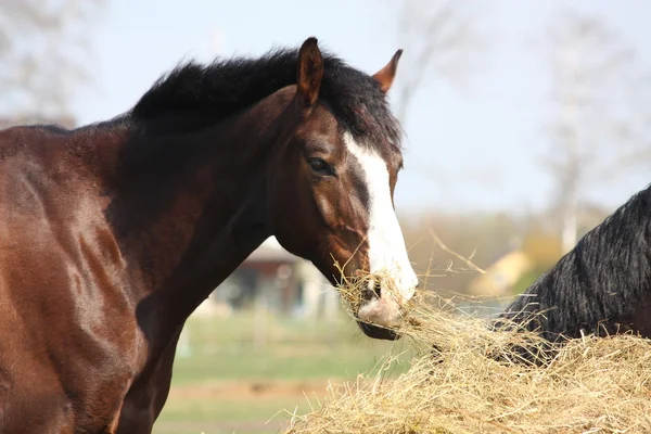 Bay häst äter torrt hö — Stockfoto