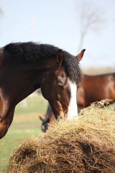 Lorbeer Pferd frisst trockenes Heu — Stockfoto
