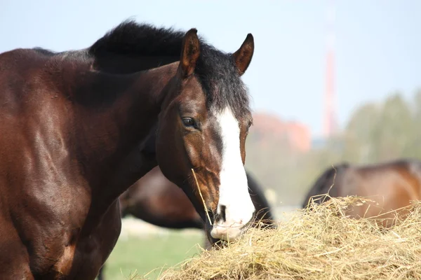 Bay horse eating dry hay — Stock Photo, Image