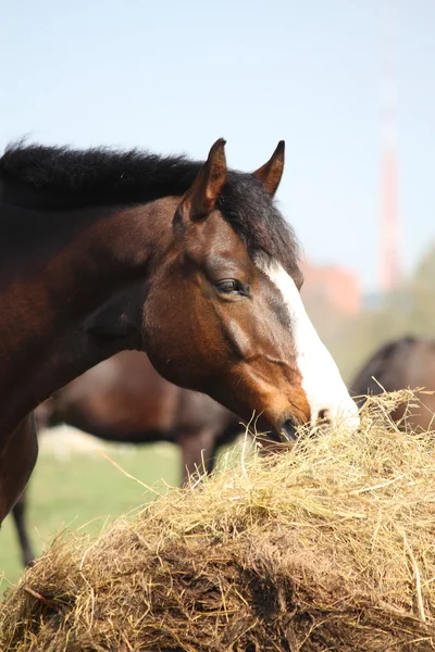 Cavalo da baía comendo feno seco — Fotografia de Stock