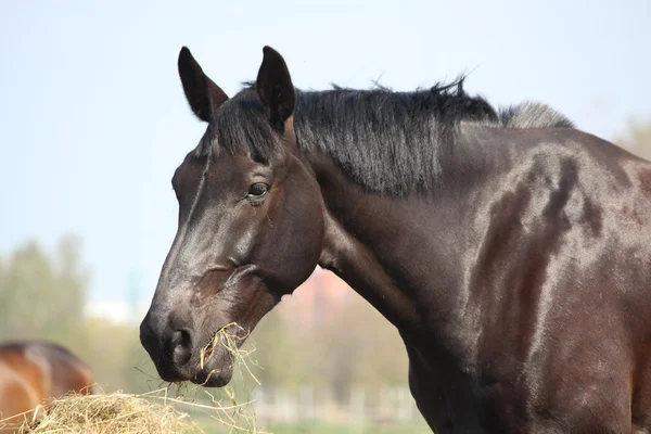 Cavalo preto comendo feno — Fotografia de Stock