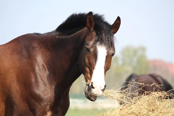 Bay horse eating dry hay — Stock Photo, Image