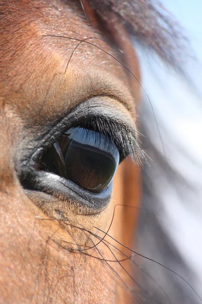 Brun häst öga — Stockfoto