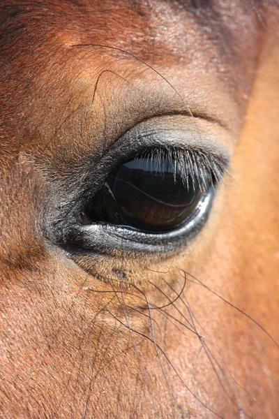 Olho de cavalo marrom — Fotografia de Stock