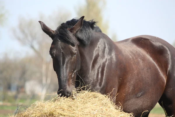 Černý koně jíst seno — Stock fotografie