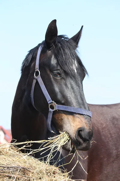 Zwarte paard eten hooi — Stockfoto