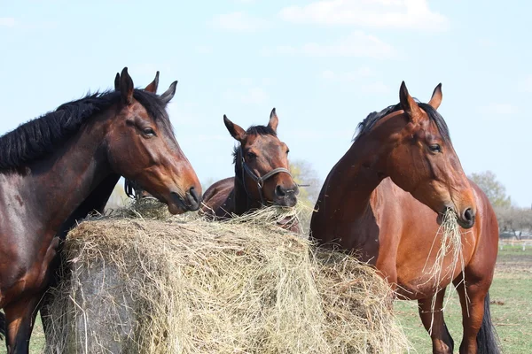 Manada de caballos comiendo heno — Foto de Stock