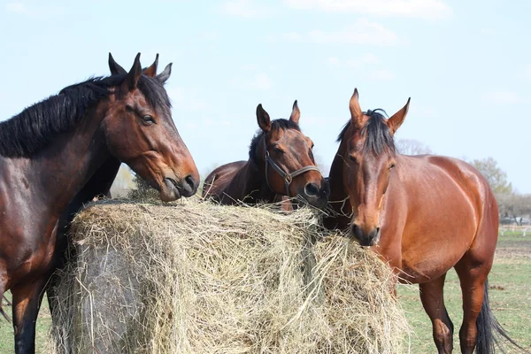 Mandria di cavalli che mangia fieno — Foto Stock