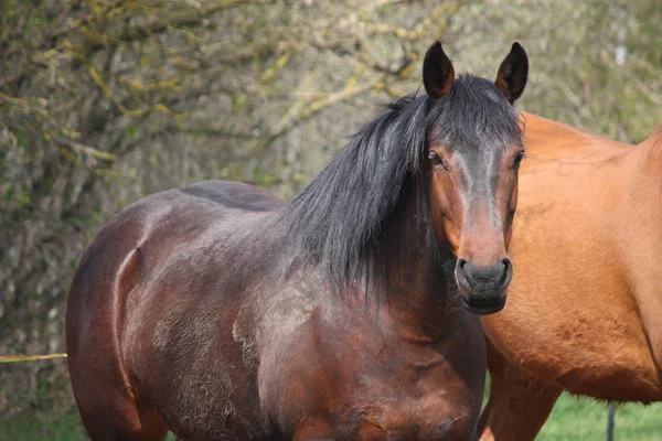 Porträt eines braunen Pferdes — Stockfoto