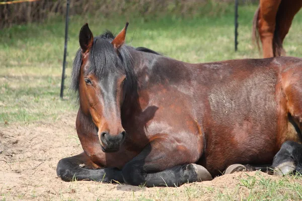 Коричневая лошадь спит на земле — стоковое фото