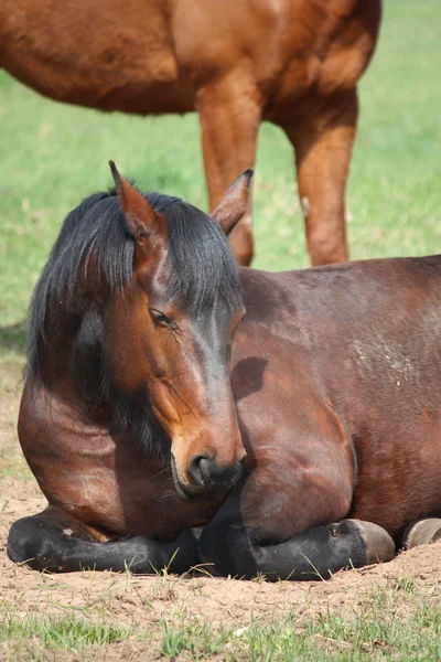 Cavalo castanho dormindo no chão — Fotografia de Stock