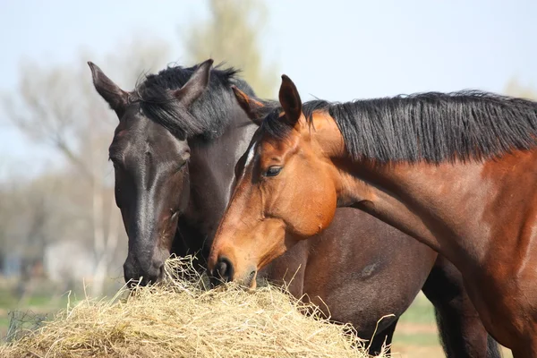 Two horses eating hay Rechtenvrije Stockafbeeldingen