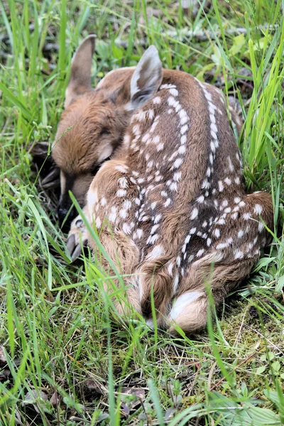 갓 태어난 새끼 사슴 로열티 프리 스톡 사진