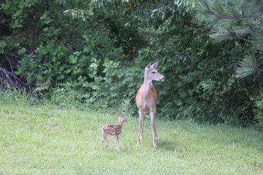 Whitetail doe ile onun açık kahverengi