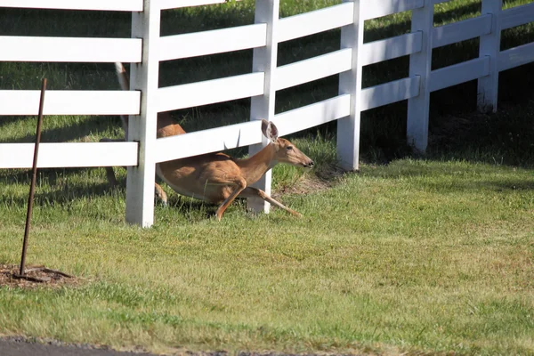 Deer crawling under a fence