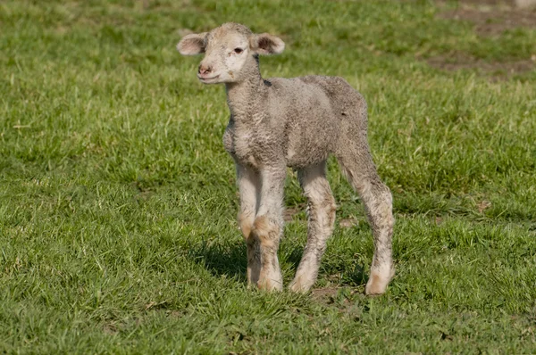 Lamb on the meadow — Stock Photo, Image