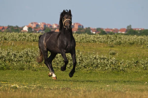 Krásné černé koně na hřišti — Stock fotografie