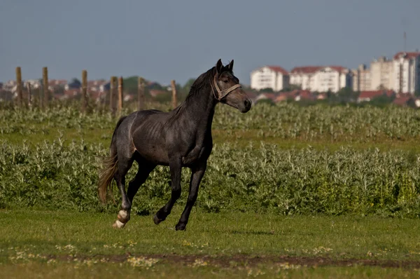 Bellissimo cavallo nero sul campo — Foto Stock
