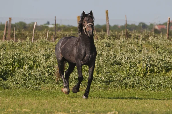 Schönes schwarzes Pferd auf dem Feld — Stockfoto