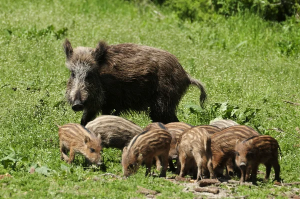 stock image Wild boar family