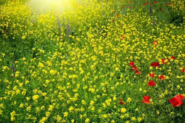 Field with buttercups — Stock Photo, Image