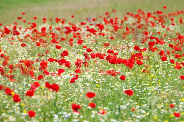 Field of Corn Poppy Flowers — Stock Photo, Image