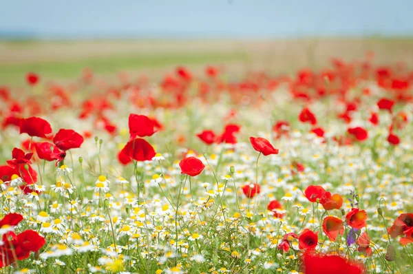 Field of Corn Poppy Flowers — Stock Photo, Image