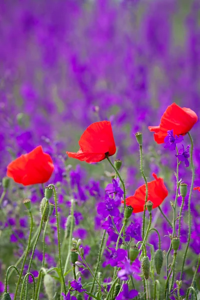 トウモロコシのケシの花のフィールド — ストック写真