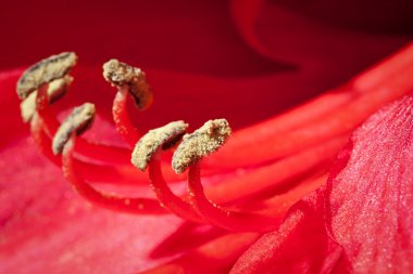 closeup amarilis çiçek