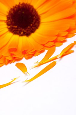 Calendula flower isolated on the white background clipart