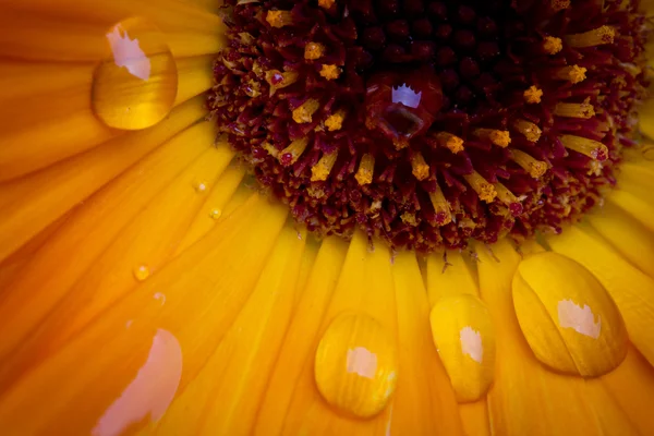水の滴とオレンジ色の花 — ストック写真