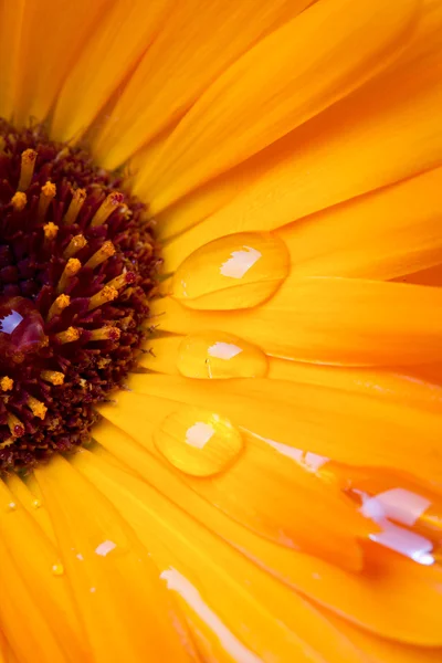 Flor de laranja com gotas de água — Fotografia de Stock