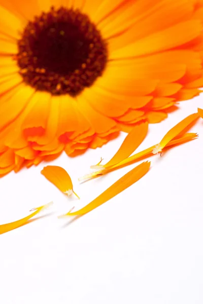 Calendula flower isolated on the white background — Stock Photo, Image